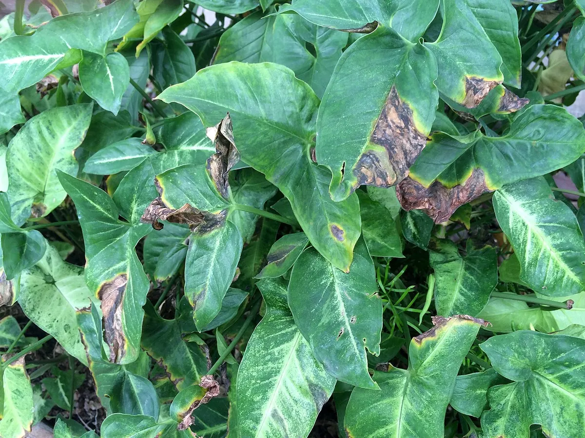 Syngonium Three Kings