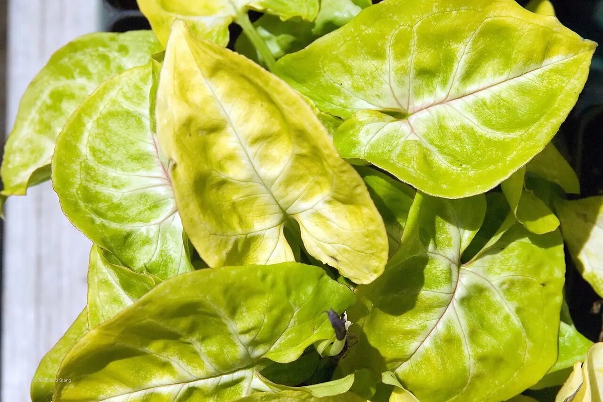 Syngonium podophyllum 'Neon Robusta'