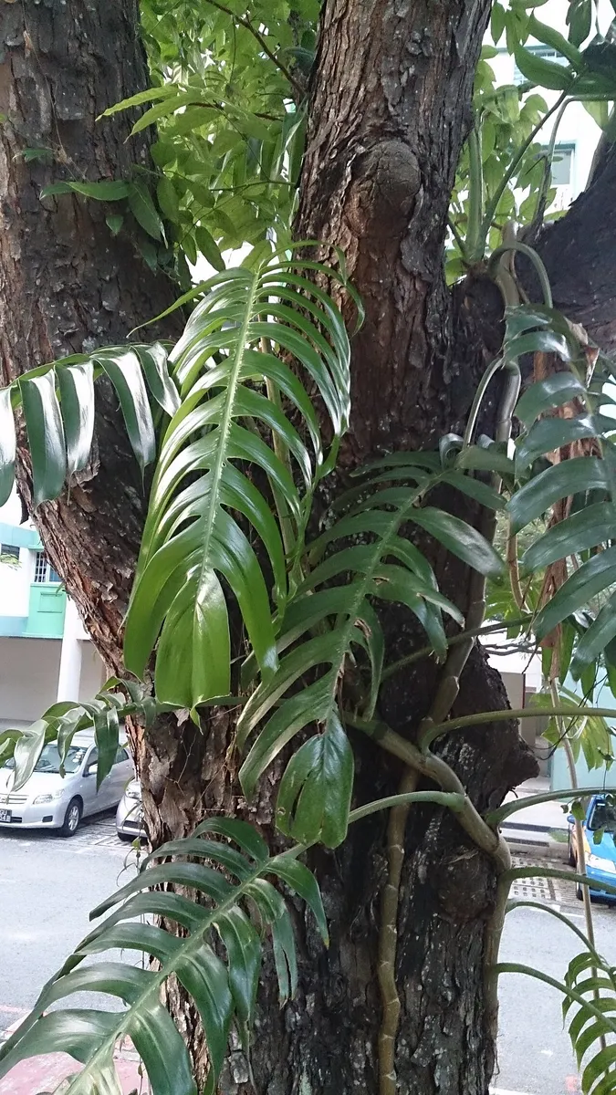 Epipremnum pinnatum