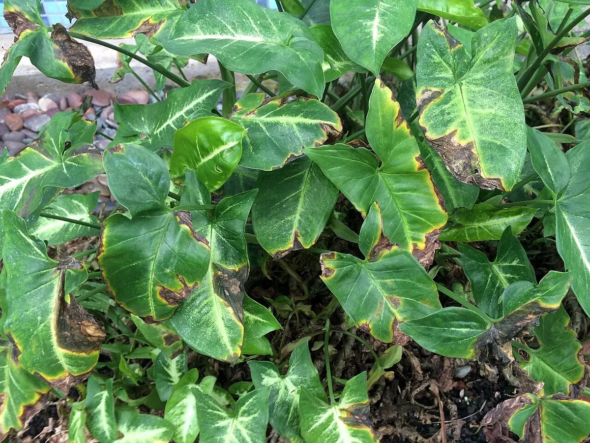 Syngonium Silver Goosefoot