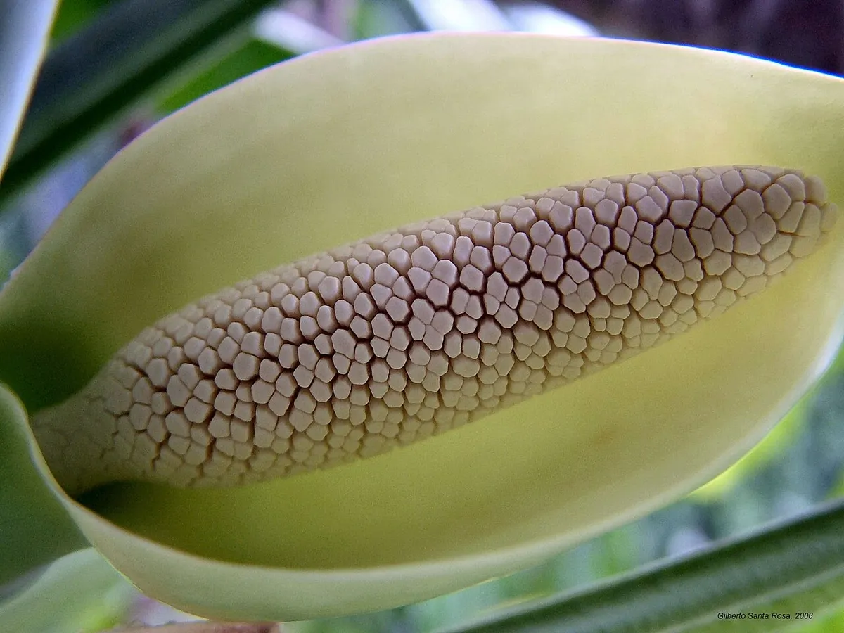 Syngonium podophyllum panda