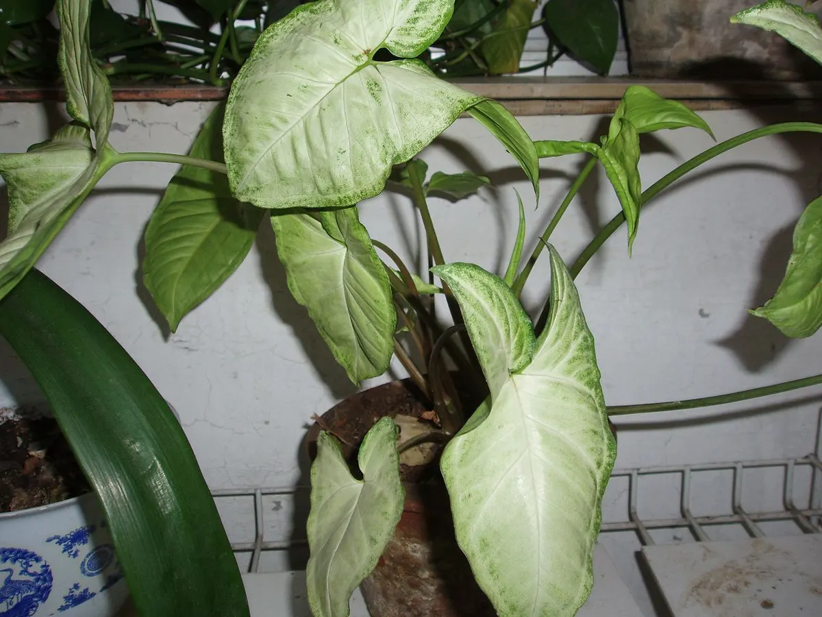 Syngonium podophyllum white butterfly