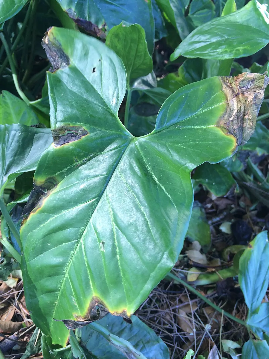 Syngonium batik